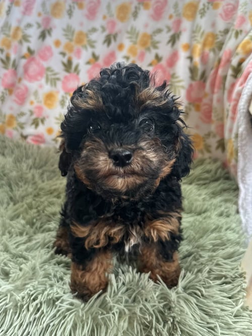 MINERVA FEB 26 - A MILLIE PUP