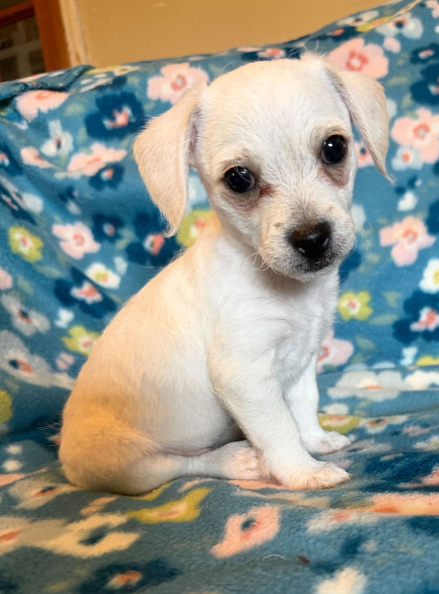 FABIO - A LUCY PUP - Chihuahua available for adoption