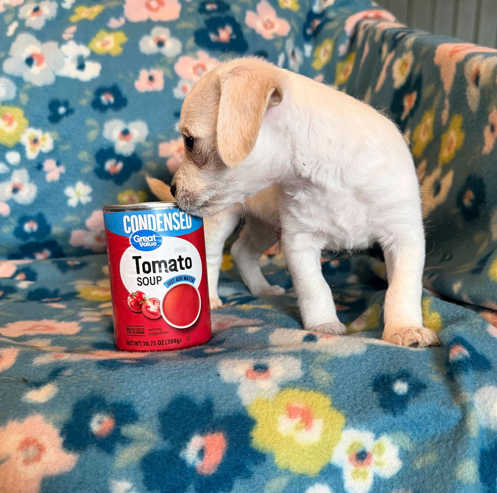 FABIO - A LUCY PUP - Chihuahua available for adoption