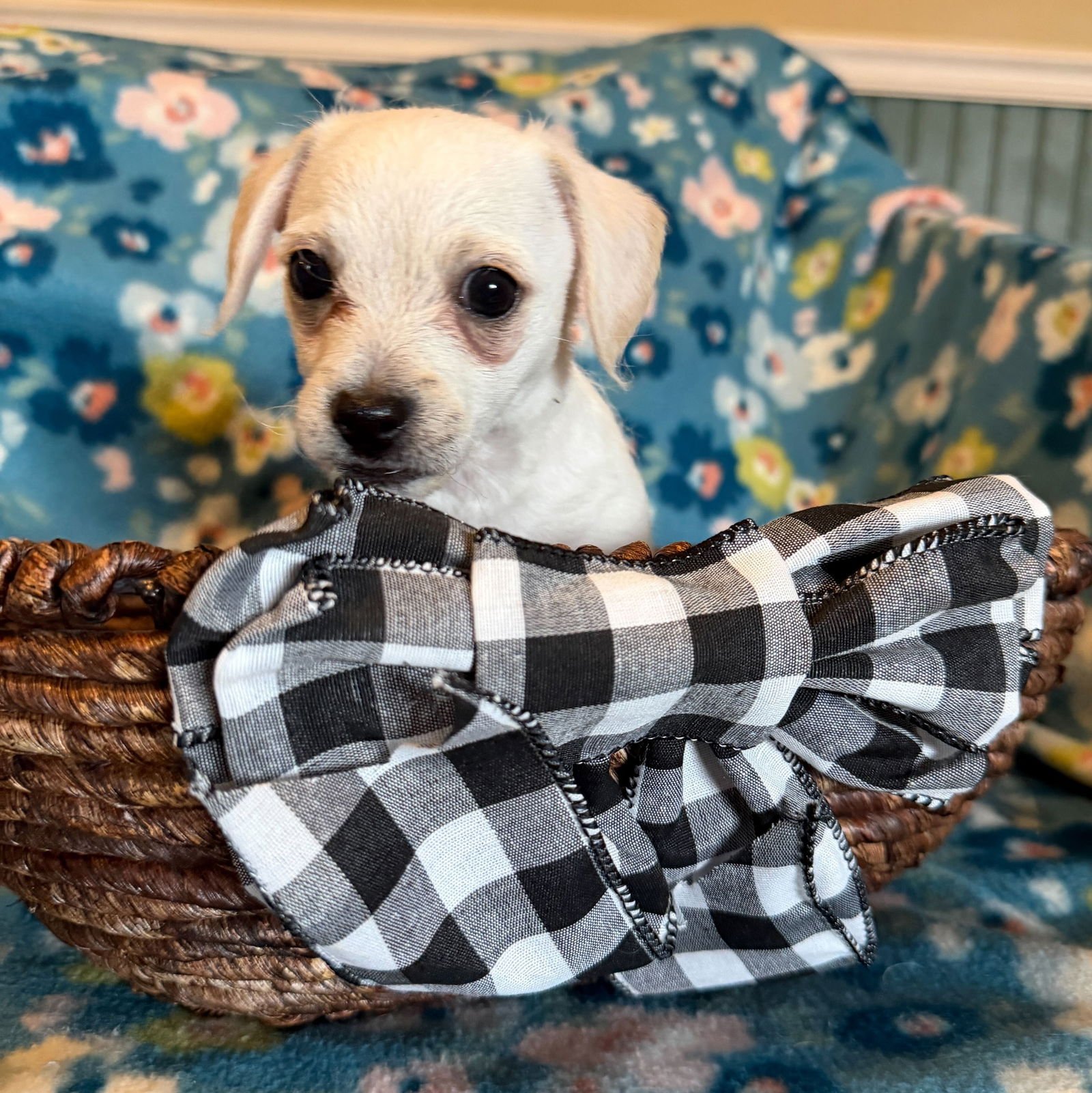 Fabio - A Lucy pup - Photo 4