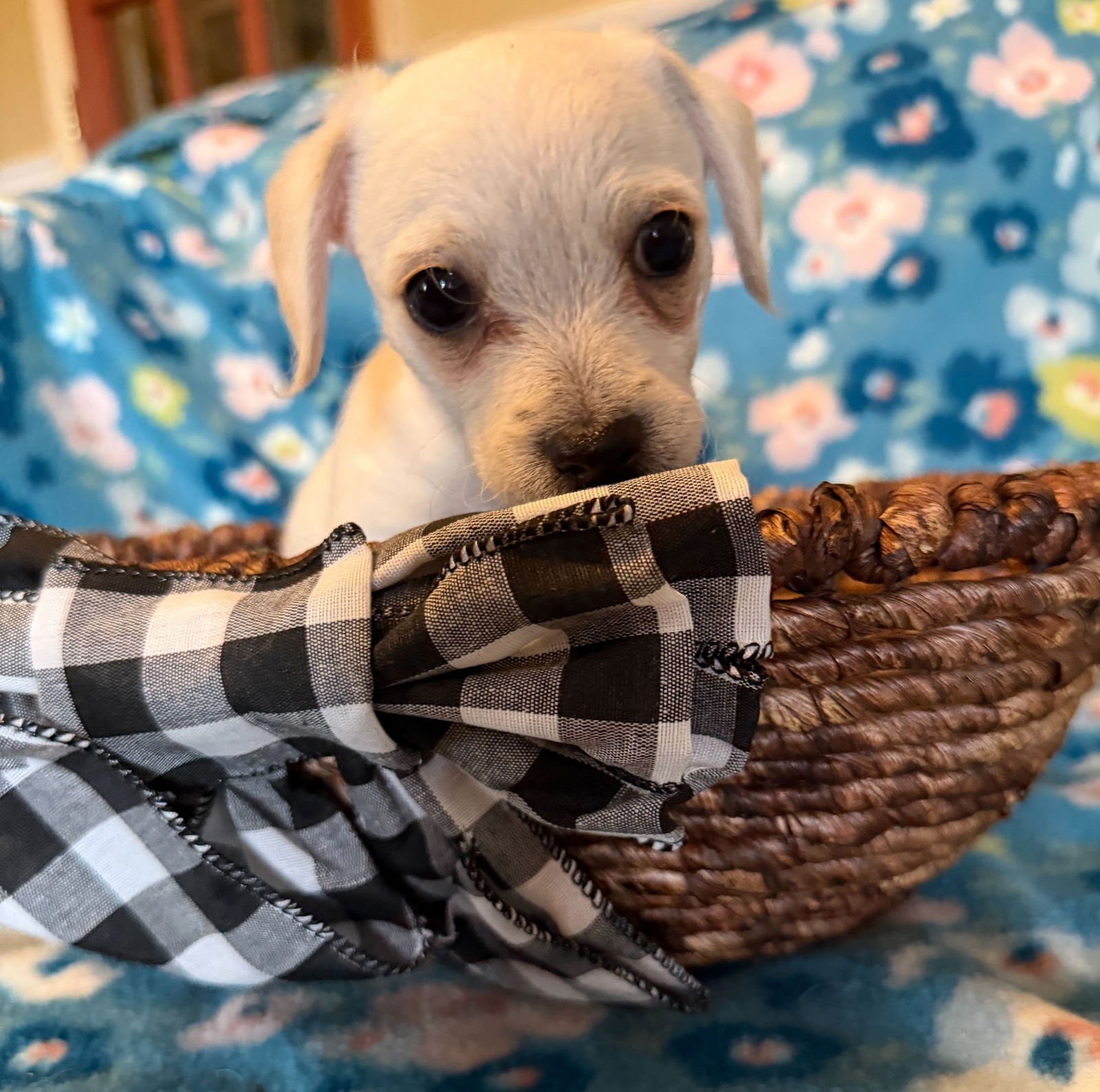 Fabio - A Lucy pup - Photo 5