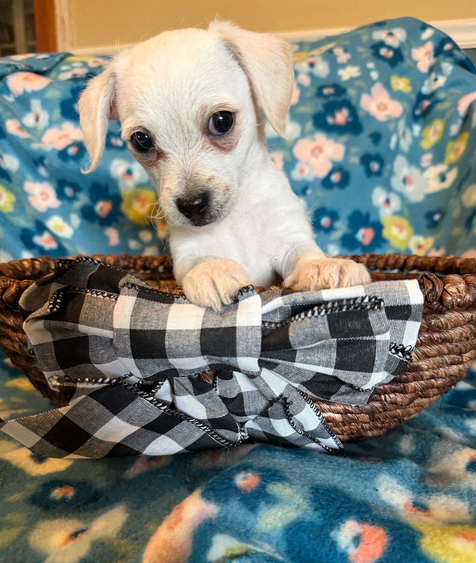 Fabio - A Lucy pup - Photo 6