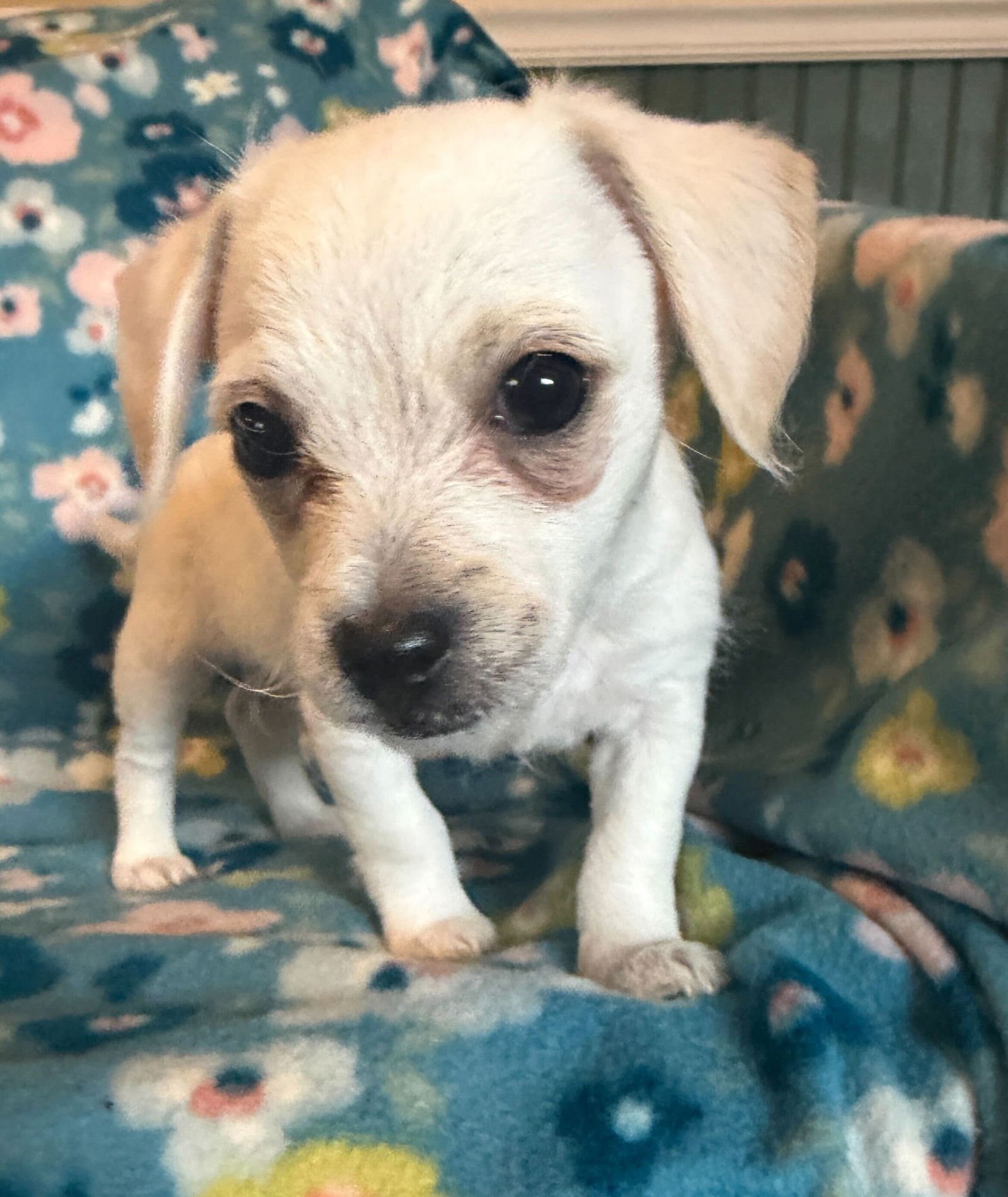 Fabio - A Lucy pup - Photo 7