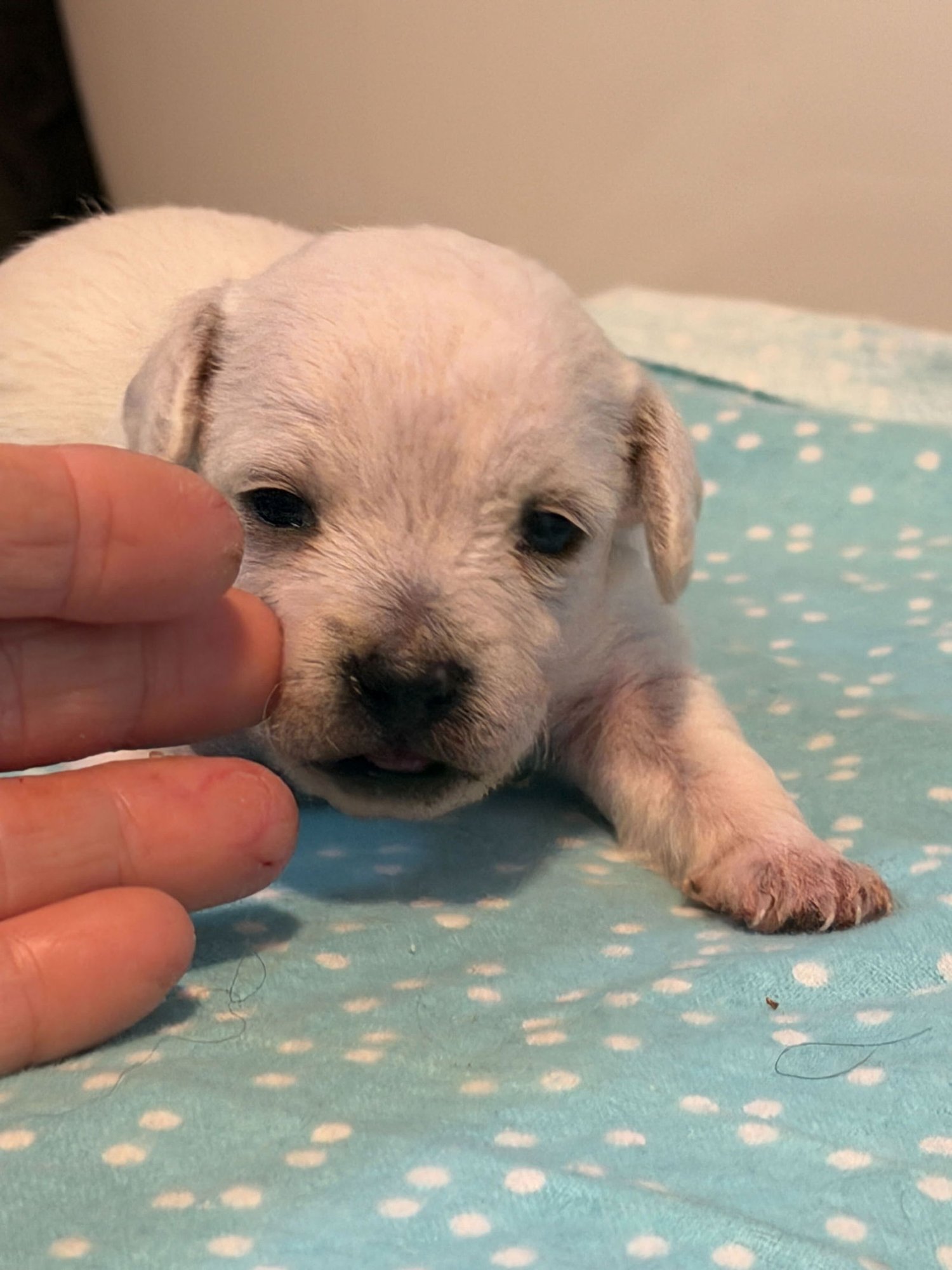 Fabio - A Lucy pup - Photo 9