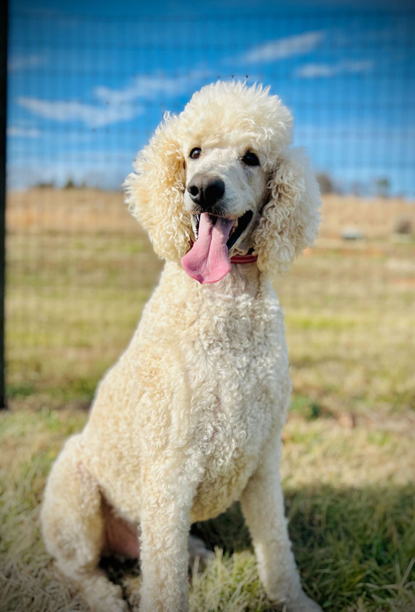 COOPER OAKES DEC 25 - Poodle (Standard) available for adoption