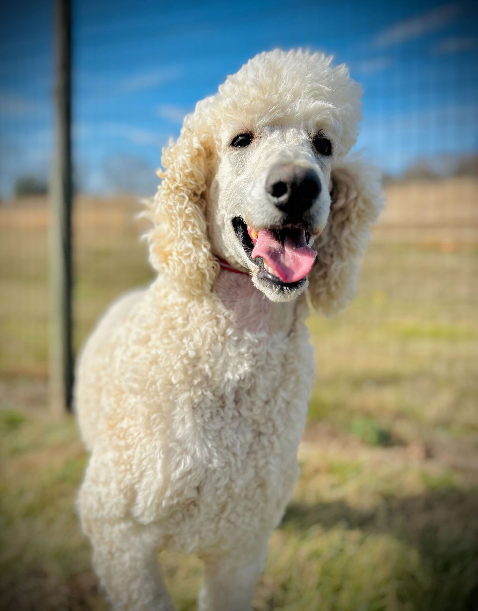 COOPER OAKES DEC 25 - Poodle (Standard) available for adoption