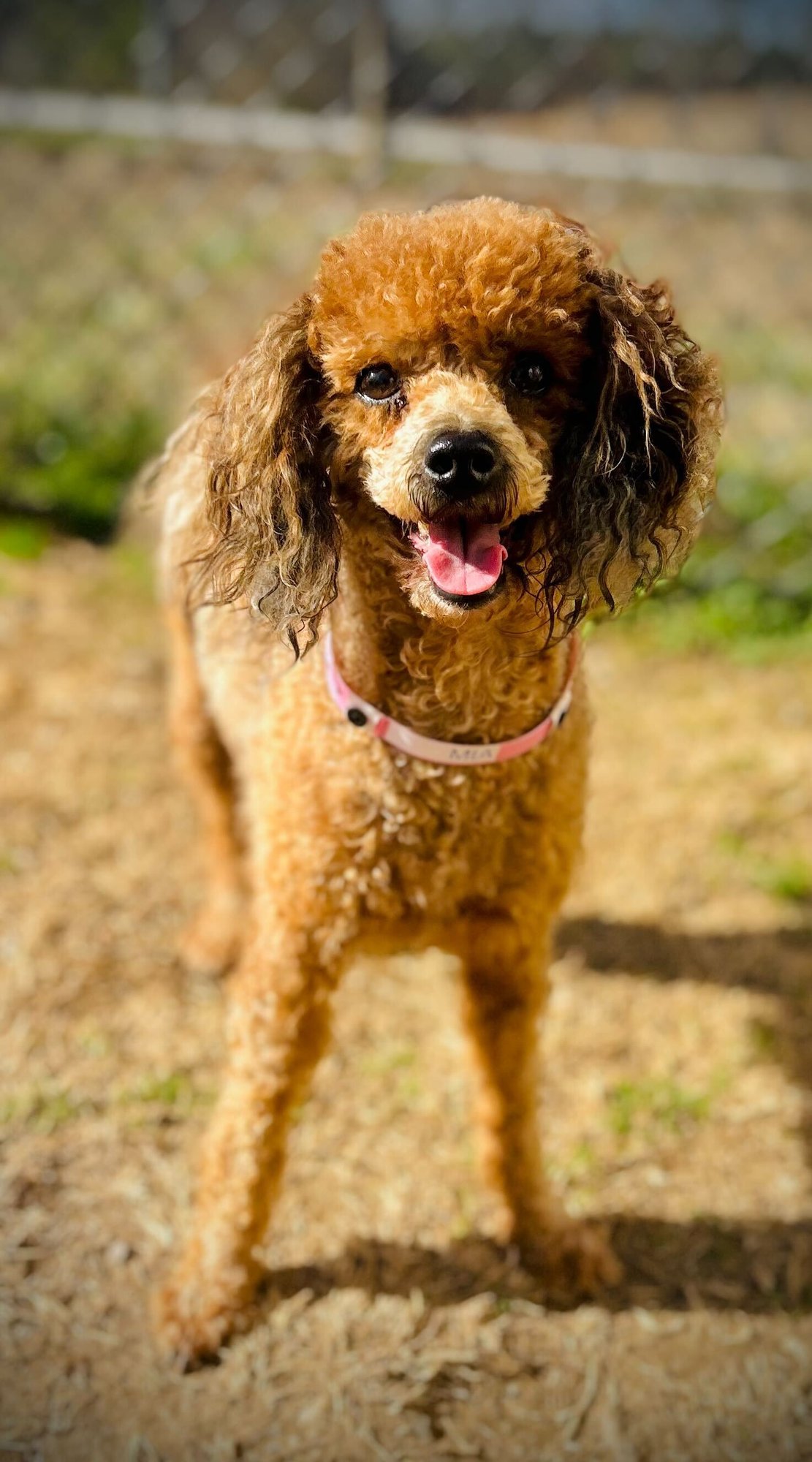 MIA RUSSELL DEC 25 - Poodle (Miniature) available for adoption