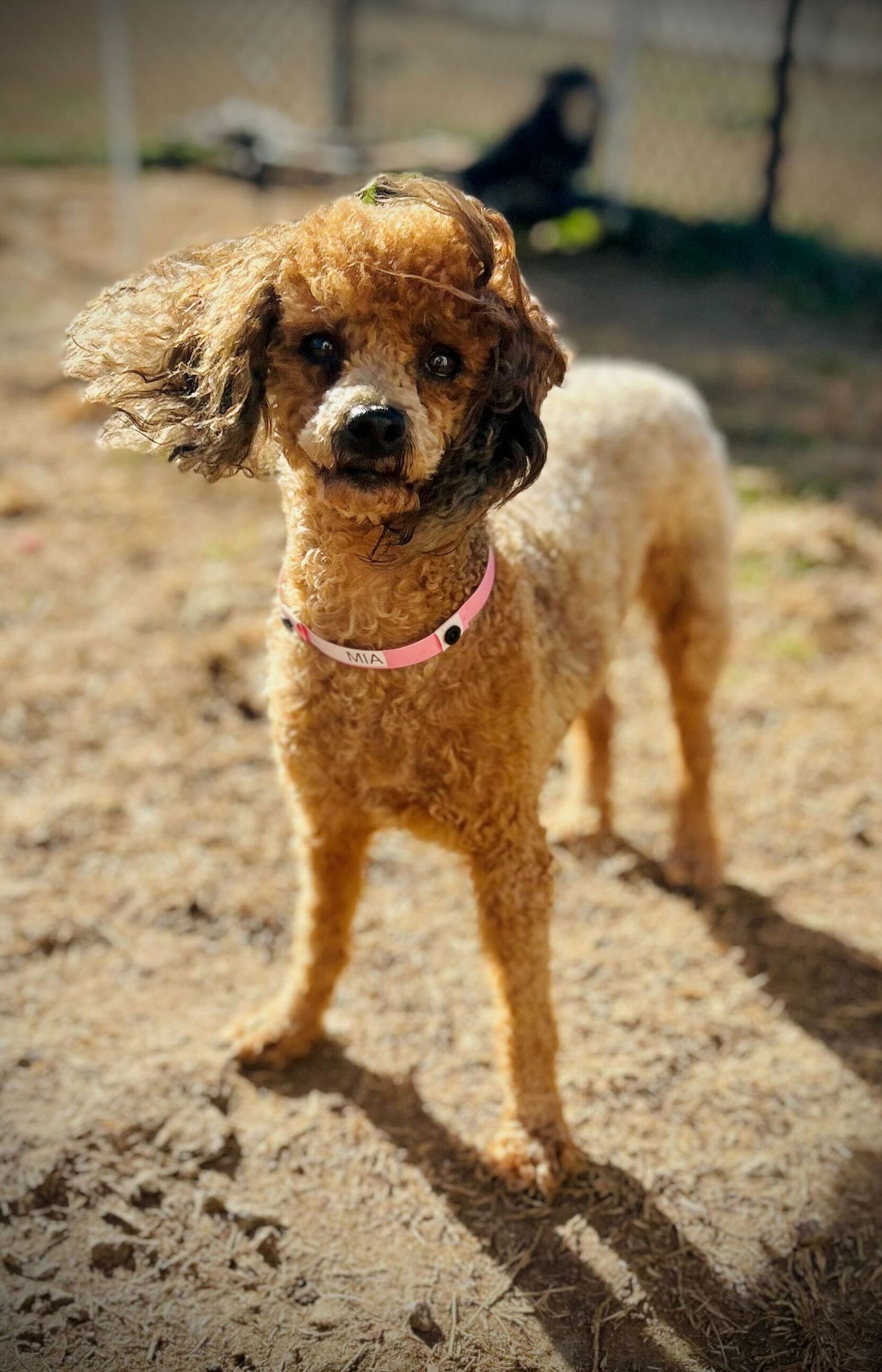 MIA RUSSELL DEC 25 - Poodle (Miniature) available for adoption