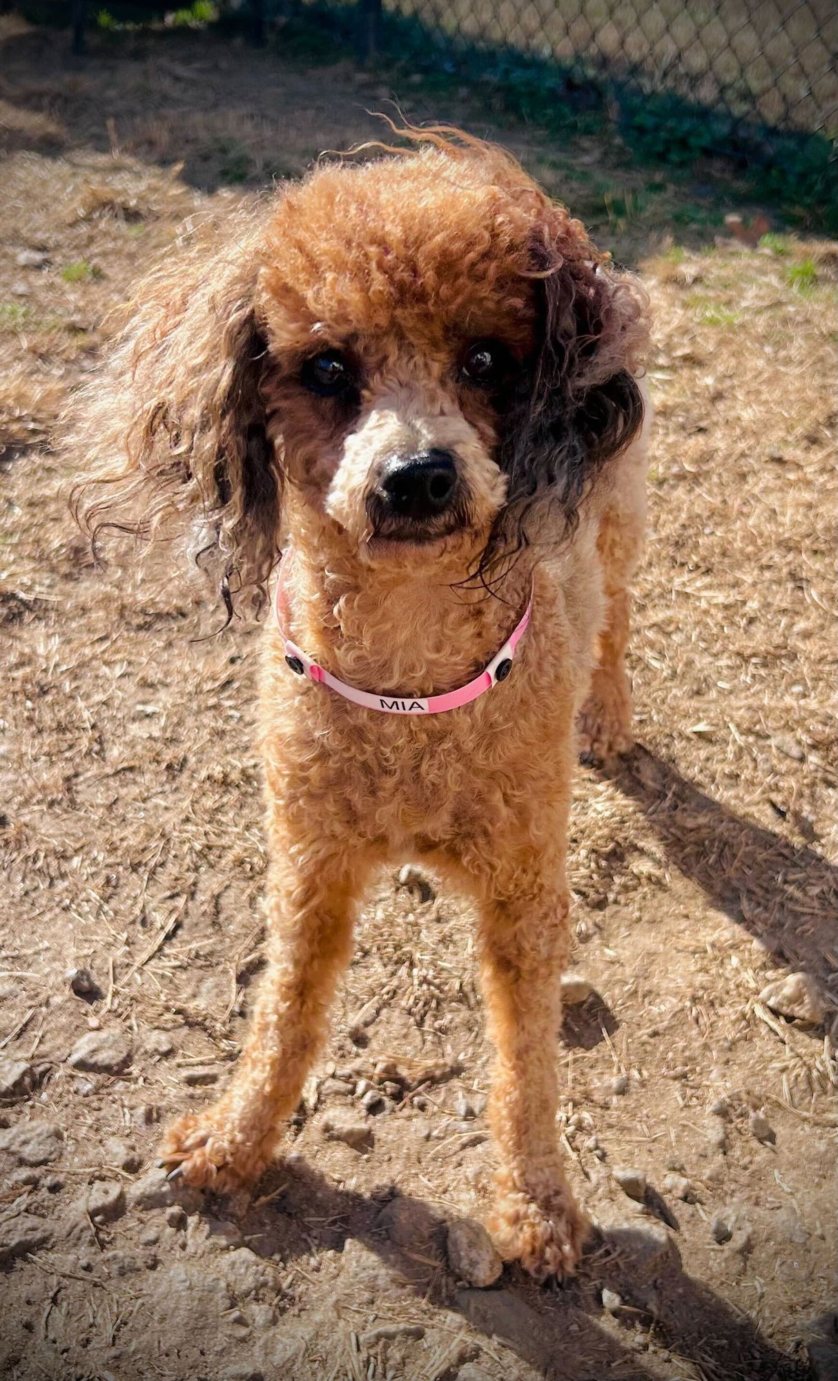 Mia Russell Dec 25 - Photo 3