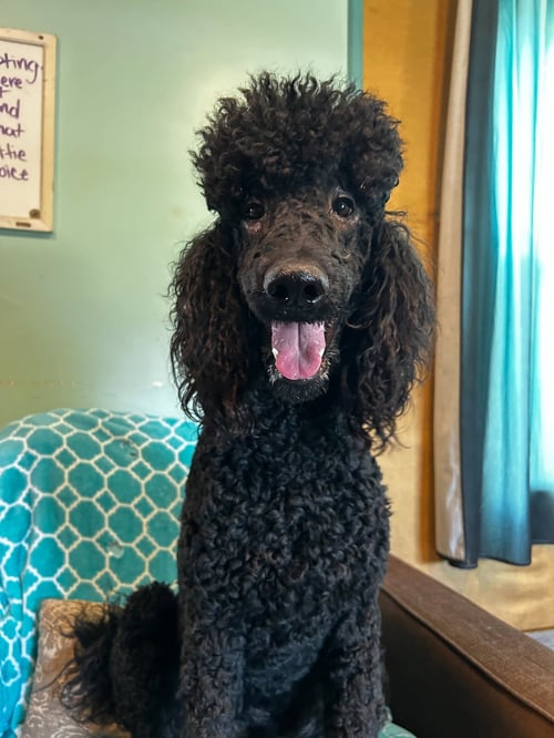 WYATT FEB 26 - Poodle (Standard) available for adoption