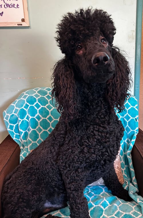 WYATT FEB 26 - Poodle (Standard) available for adoption
