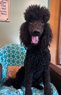 Wyatt Feb 26 - Photo 4