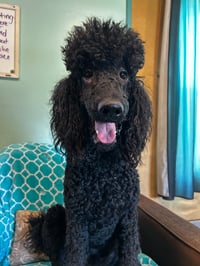 Wyatt Feb 26 - Photo 6