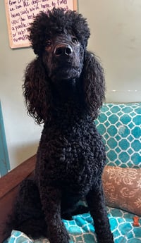 Wyatt Feb 26 - Photo 7