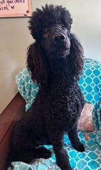 Wyatt Feb 26 - Photo 8