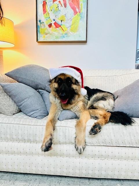 DAKOTA FANNING - German Shepherd Dog available for adoption