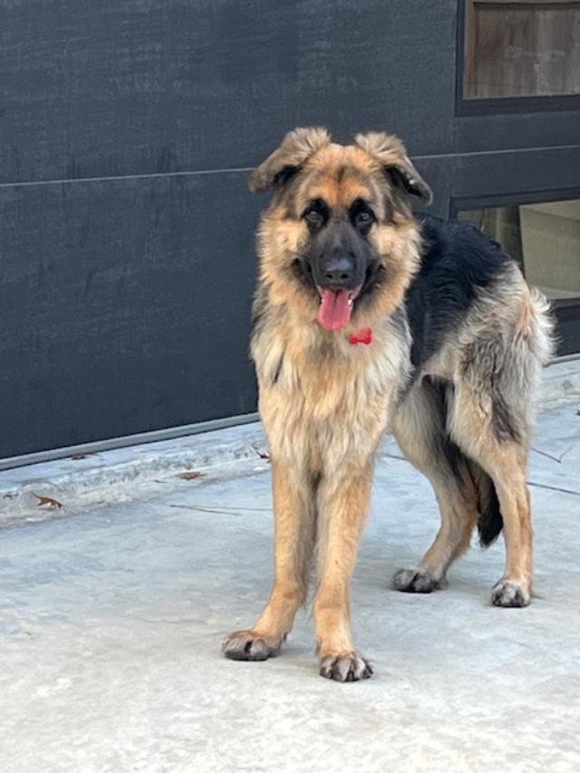 DAKOTA FANNING - German Shepherd Dog available for adoption