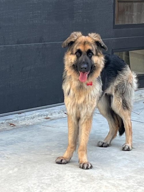 DAKOTA FANNING - German Shepherd Dog available for adoption