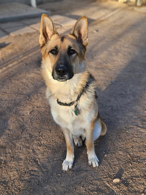 GUNNER - German Shepherd Dog available for adoption