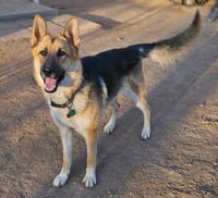 Gunner - Photo 3