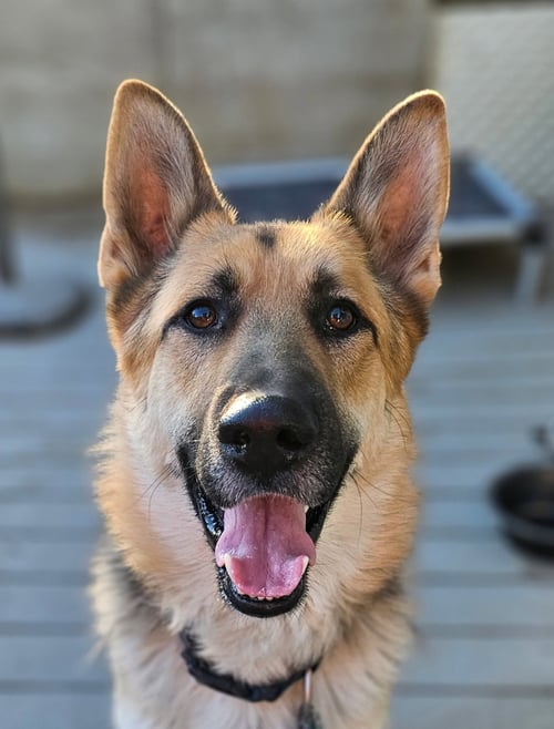 GUNNER - German Shepherd Dog for adoption in Denver