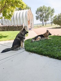 Smokie-Referral - Photo 2