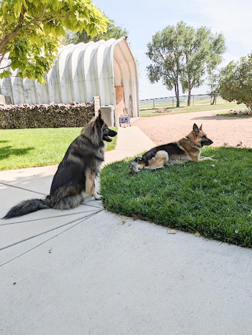 SMOKIE-REFERRAL - German Shepherd Dog / Husky available for adoption