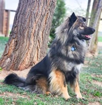 Smokie-Referral - Photo 3