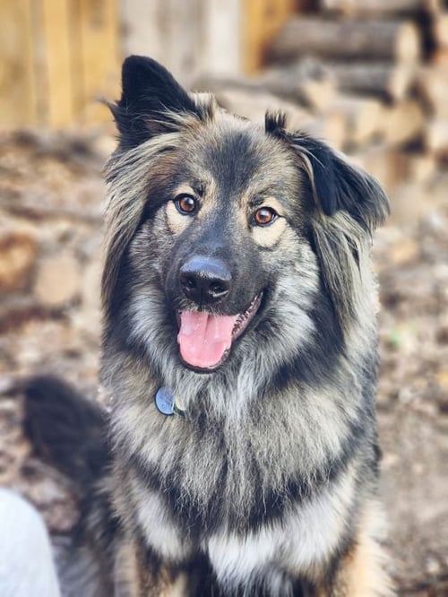 SMOKIE-REFERRAL - German Shepherd Dog / Husky for adoption in Denver