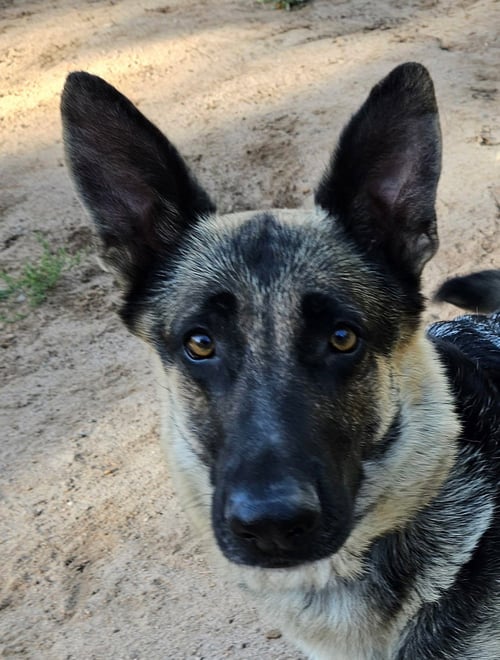 MAMMA MIA - German Shepherd Dog available for adoption