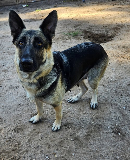 MAMMA MIA - German Shepherd Dog for adoption in Denver