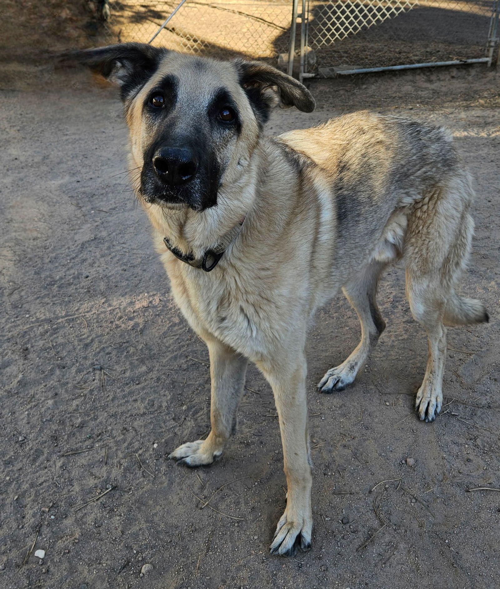 COLT DEPUTY - German Shepherd Dog available for adoption