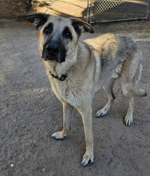 COLT DEPUTY - German Shepherd Dog available for adoption