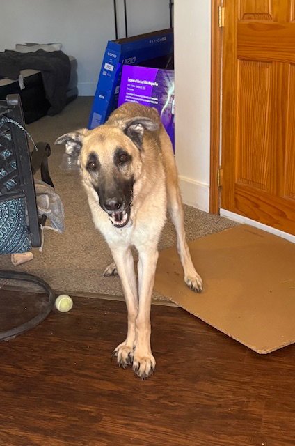 COLT DEPUTY - German Shepherd Dog for adoption in Denver