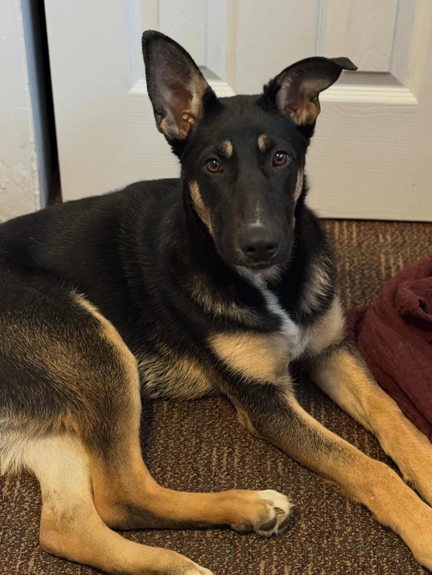 BONNIE BLEU - German Shepherd Dog available for adoption