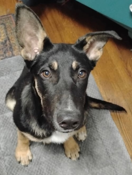 BONNIE BLEU - German Shepherd Dog for adoption in Denver
