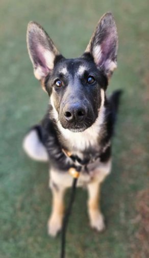 DRACO - German Shepherd Dog available for adoption
