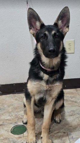 DRACO - German Shepherd Dog available for adoption