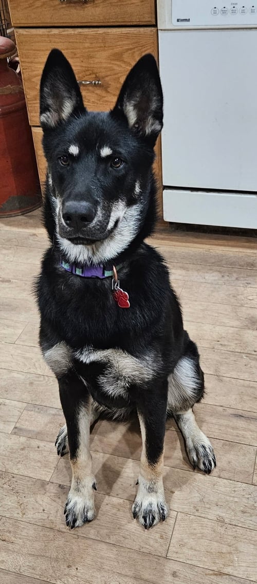 FRIDA - German Shepherd Dog for adoption in Denver