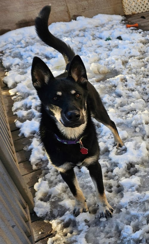 FRIDA - German Shepherd Dog available for adoption