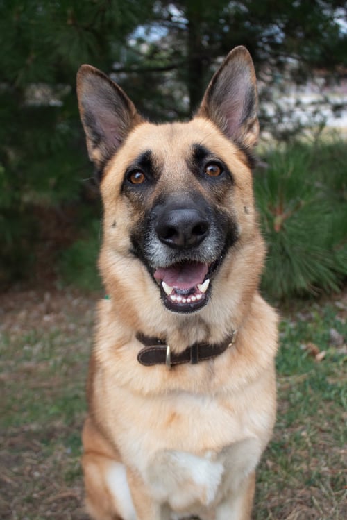 WILLIE - German Shepherd Dog / Husky for adoption in Denver