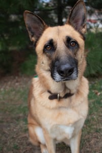 Willie - Photo 2