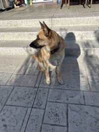 Willie - Photo 7