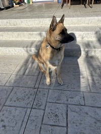 Willie - Photo 6