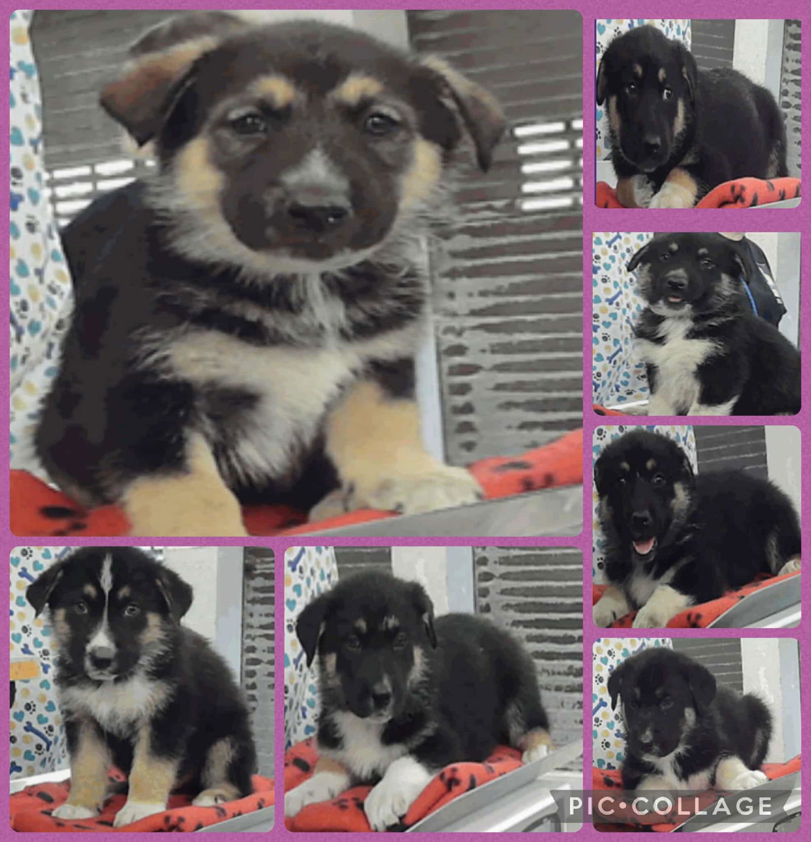 STARNGER THINGS JOYCE - German Shepherd Dog available for adoption