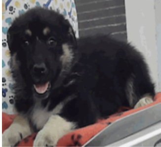 STARNGER THINGS JOYCE - German Shepherd Dog for adoption in Denver