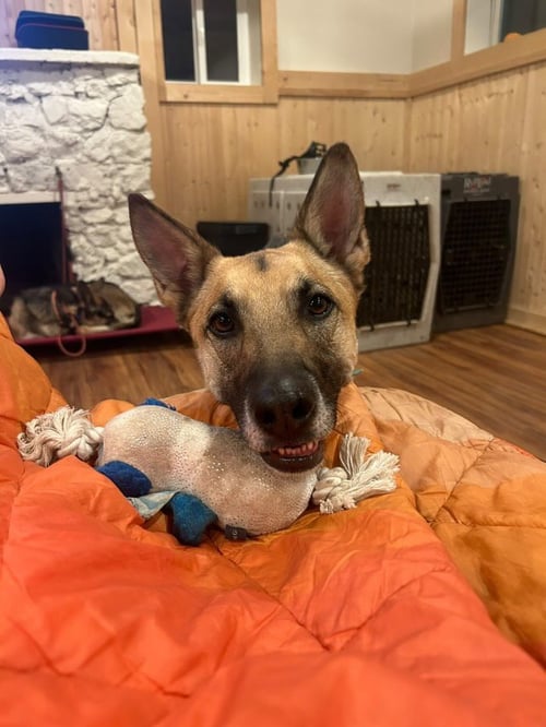 GUSTAF - German Shepherd Dog for adoption in Denver