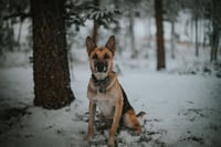 Gustaf - Photo 3