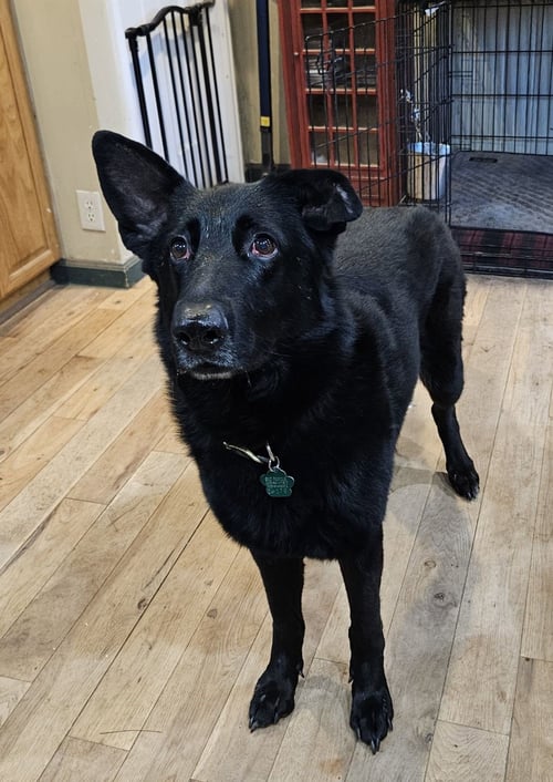 AVA MARIE - German Shepherd Dog for adoption in Denver
