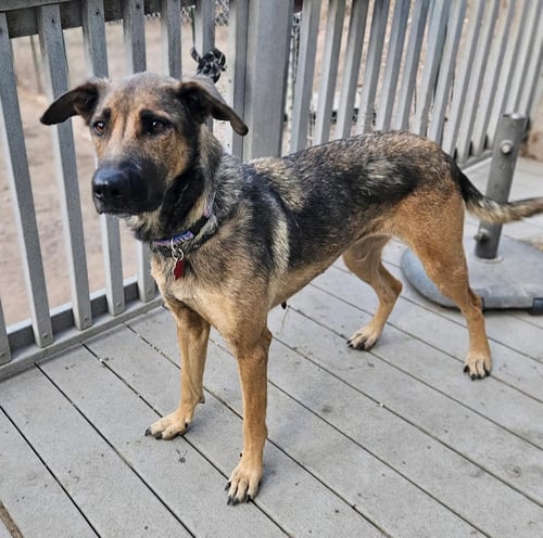 (CHEESE) LAKI - German Shepherd Dog for adoption in Denver